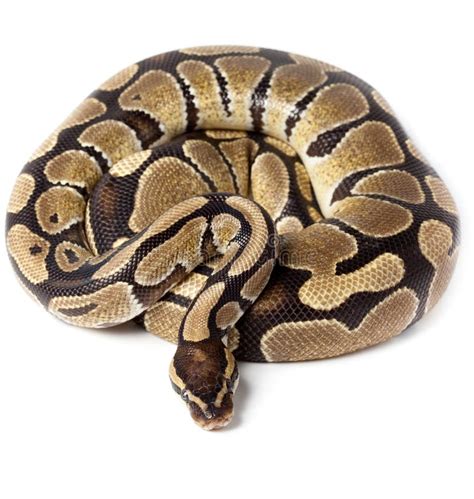 Royal, Ball Python (regius) Stock Photo - Image of snake, risk: 13275894