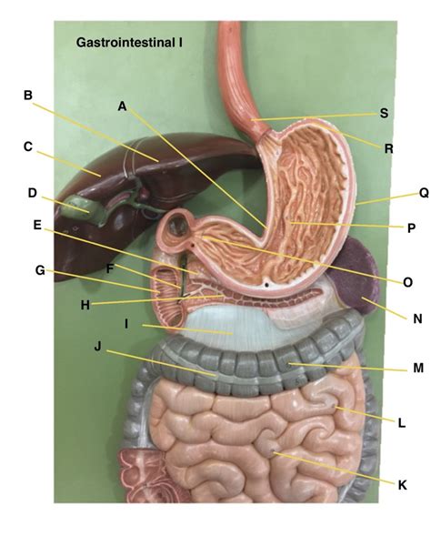 gastrointestinal  diagram quizlet