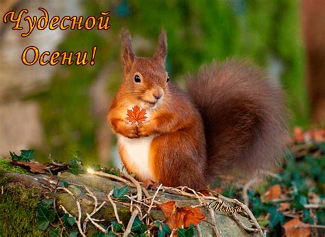 Чудесной осени ! - Осень - Картинки GIF - Галерейка