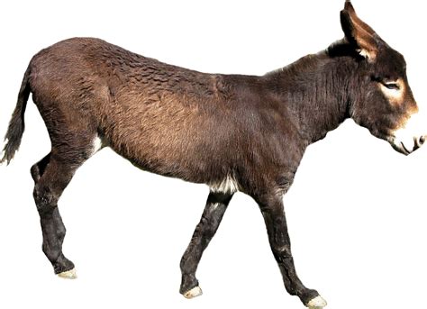 Donkey PNG