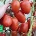 Томат Ни забот ни хлопот: описание сорта помидоров, характеристики ...