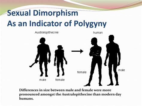 speculations   origins  human sexual behavior powerpoint