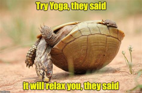 Turtle Funny Meme