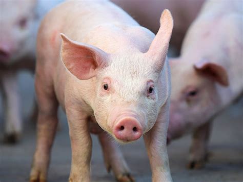 Swine Research and Education Center | Oklahoma State University
