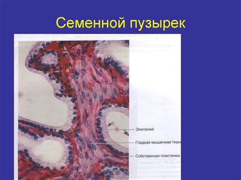 Мужская половая система - презентация онлайн