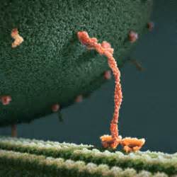Molecular motors - WikiLectures