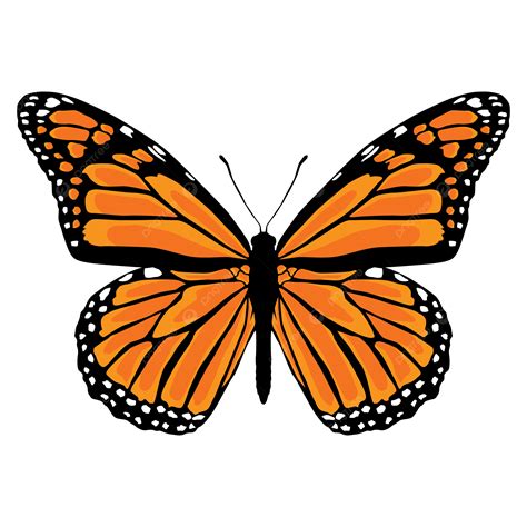 Ilustración De Vector De Mariposa Monarca PNG ,dibujos Monarca, Volar