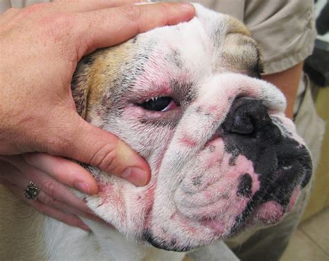 is colitis contagious in dogs 8