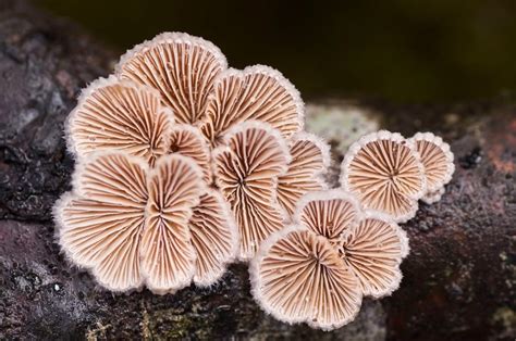 schizophyllum commune  split gill mushroom benefits identification