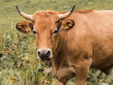 5,000+ Free Beef & Steak Images - Pixabay