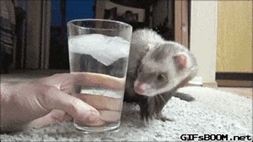 Ferret GIF - Find & Share on GIPHY