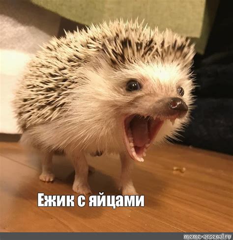 Мем: "Ежик с яйцами" - Все шаблоны - Meme-arsenal.com