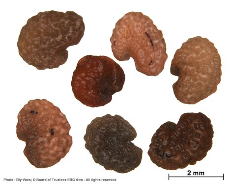 Urodon capitatus Turcz. | Plants of the World Online | Kew Science