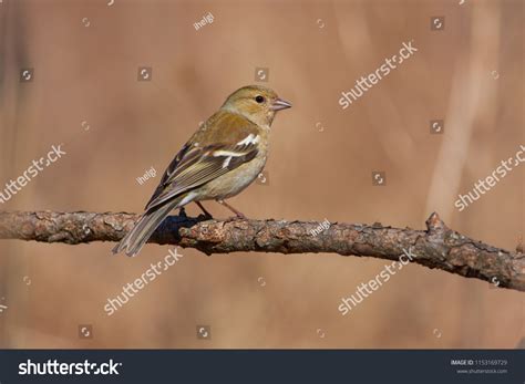 72 imagens de Fink bird Imagens, fotos stock e vetores | Shutterstock