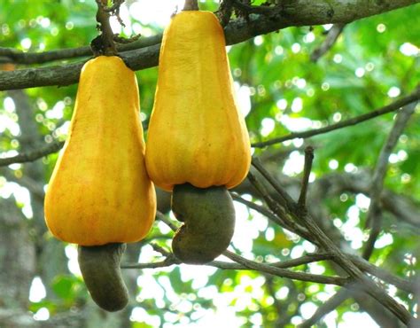 6 Secretly Poisonous Plants We Eat All the Time - Modern Farmer