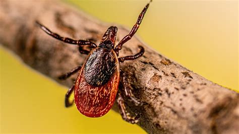 press kit understanding lyme   tickborne diseases ticks cdc