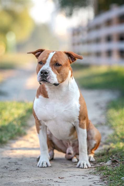 Pin on Dogs | American staffordshire bull terrier, Terrier ...