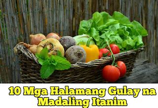 10 Mga Halamang Gulay na Madaling Itanim - Magtanim ng Gulay