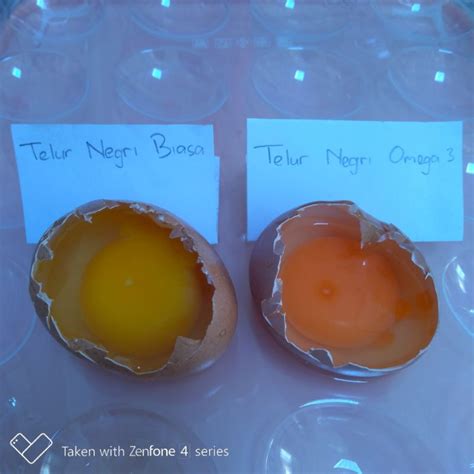 jual telur omega  tray bandung murah shopee indonesia
