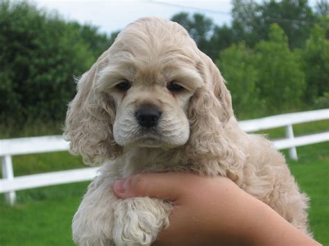 cocker spaniel color 11