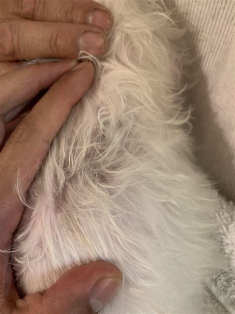 Why Does My Dog Have Brown Spots On The Skin