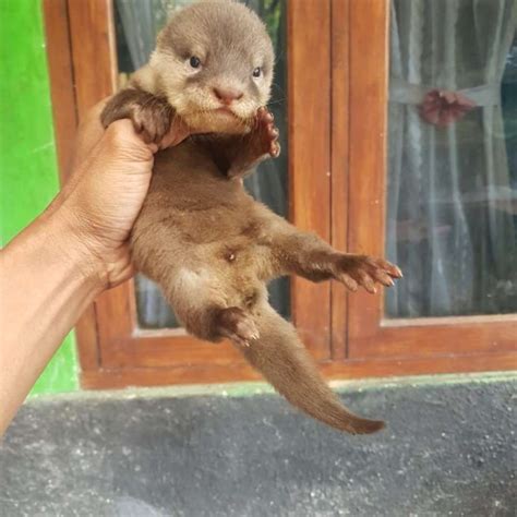jual otter jumbo terdekat harga grosir murah terupdate hari