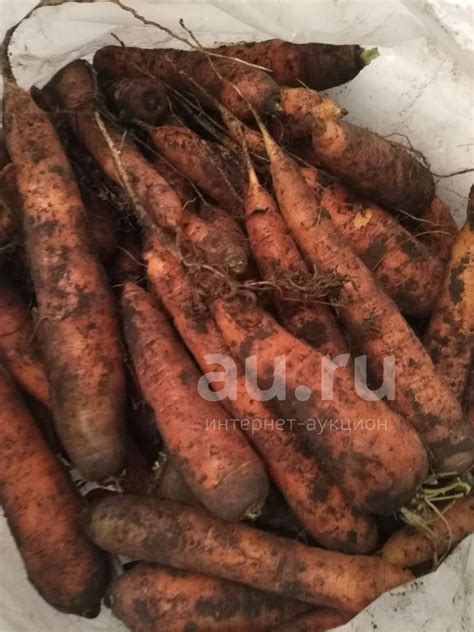 Морковь огородная деревенская — купить в Красноярске. Овощи, фрукты ...