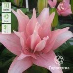 Азиатская лилия (47 фото): сорта с названиями, посадка и уход в ...