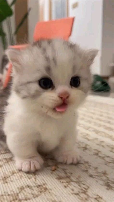 lovely dinner 😍 | cute cat | lovely cat | cat aesthetic | cats and ...