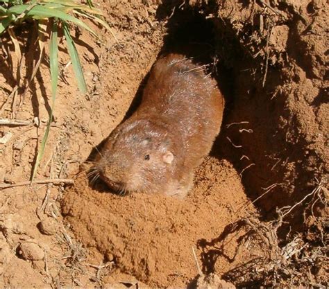 plains pocket gopher mammals  colorado inaturalist