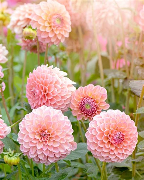dahlia types  varieties   garden