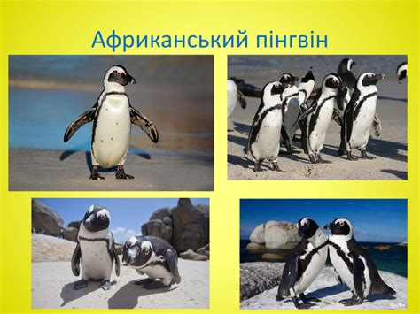 Презентація на тему "Різноманітність птахів"