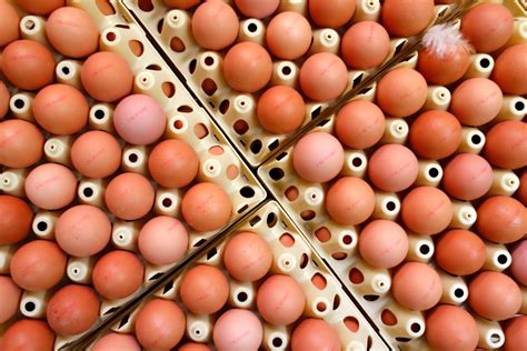 Food Technology Will Extend The Shelf Life Refrigerated Eggs - RYZE Superfoods