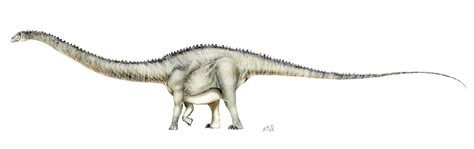 Supersaurus Pictures & Facts - The Dinosaur Database