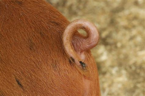 Association between pig tails and health not so clear as expected
