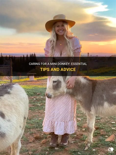 caring   mini donkey essential tips  advice petshun