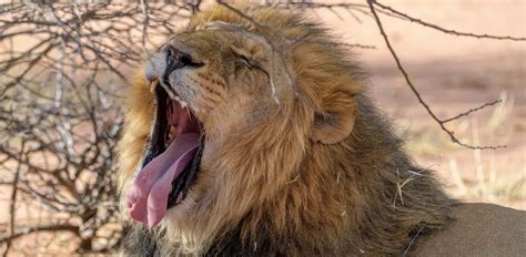 18 Amazing Lion Tongue Facts - Facts.net