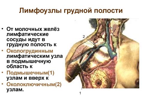 Функциональная анатомия лимфатической системы. Лекция № 17 ...