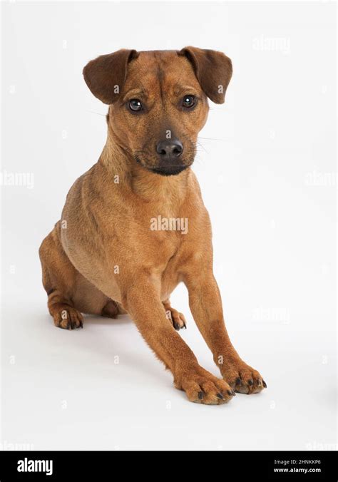 Tiny Brown Dogs