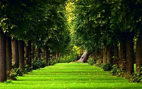 Green Forest HD Wallpapers - Wallpaper Cave
