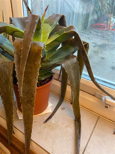 how to cut an aloe vera leaf 8