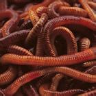 agonizomai  diet  worms