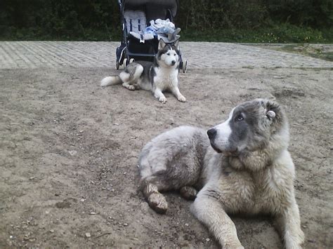 livestock guardian dog for sale | The Farming Forum
