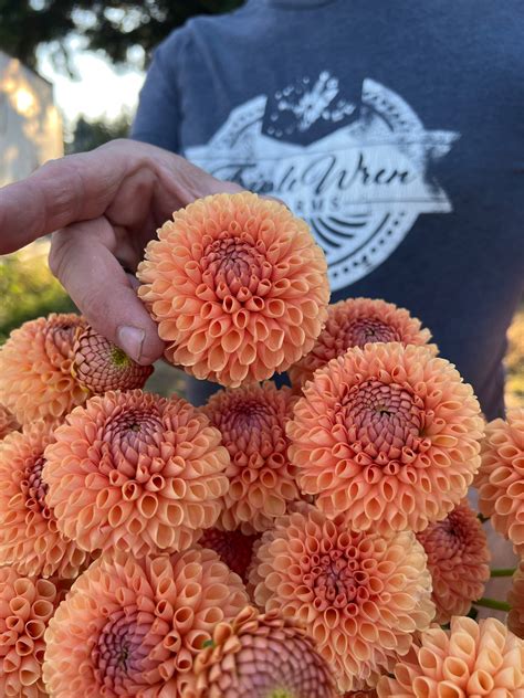 Ms Honey Dahlia Tuber – Triple Wren Farms