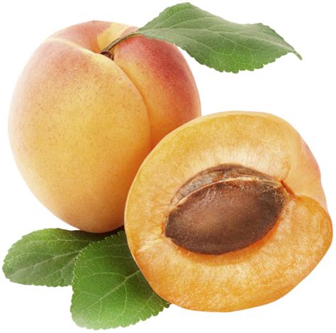 katy apricot tree rare  exotic fruit tree   garden apricot
