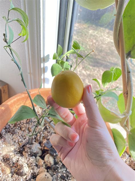 how to lemon tree from seed 11