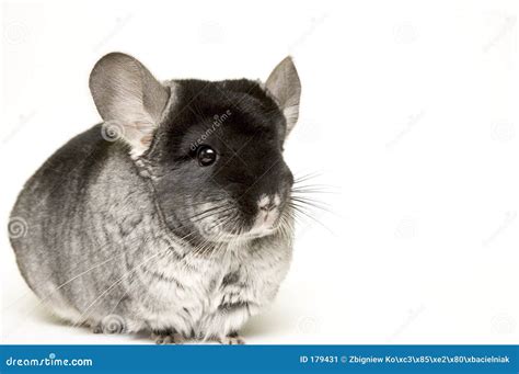 Chinchilla stock image. Image of gray, palms, andes, sitting - 179431