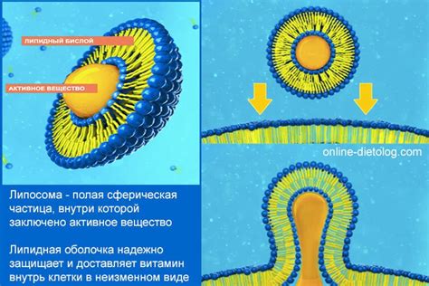 Липосомальный витамин С + витамин E