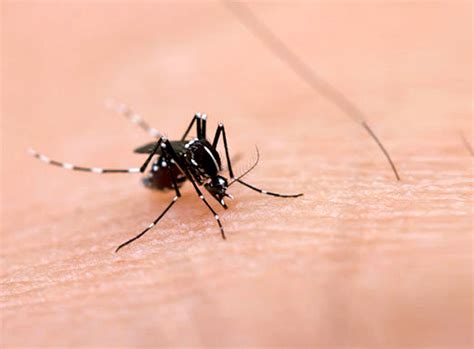 Awareness needed to avoid dengue virus in summer - Business & Finance ...