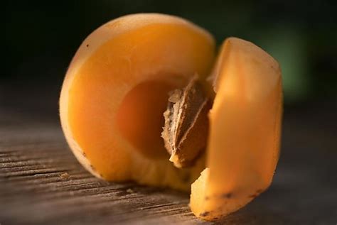 Die Marille als nachhaltiges, lokales und regionales Obst
